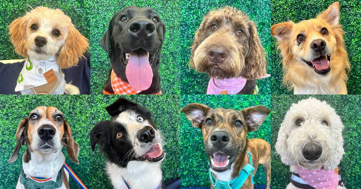 Doggy Daycare Picture Day
