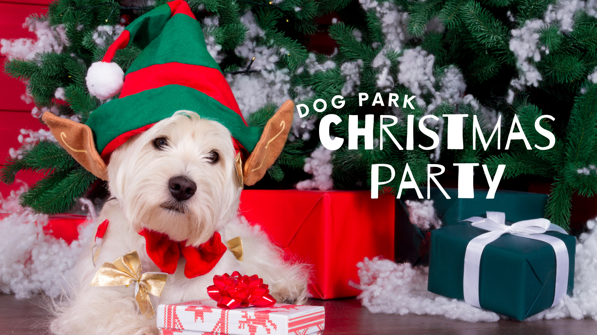 Dog Park Christmas Party with Santa